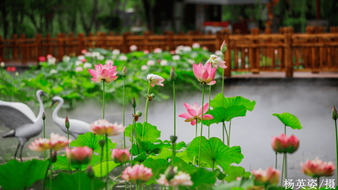 滕州微山湖红荷湿地 | 最美湿地七月天,观荷赏莲正当时_荷花_随风