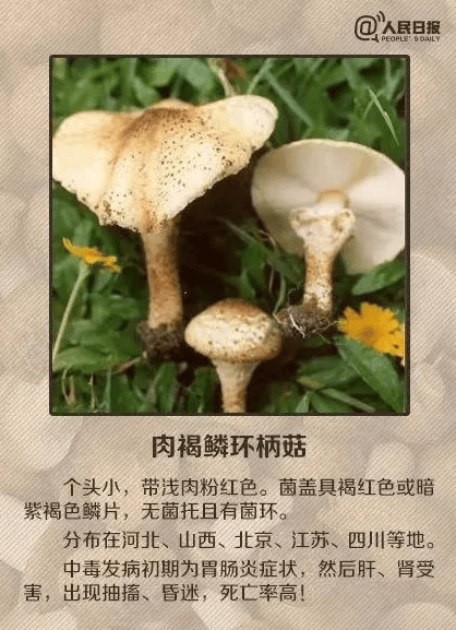 请大家注意预防蘑菇中毒对于野生蘑菇一定要做到不采摘,不食用,不购买