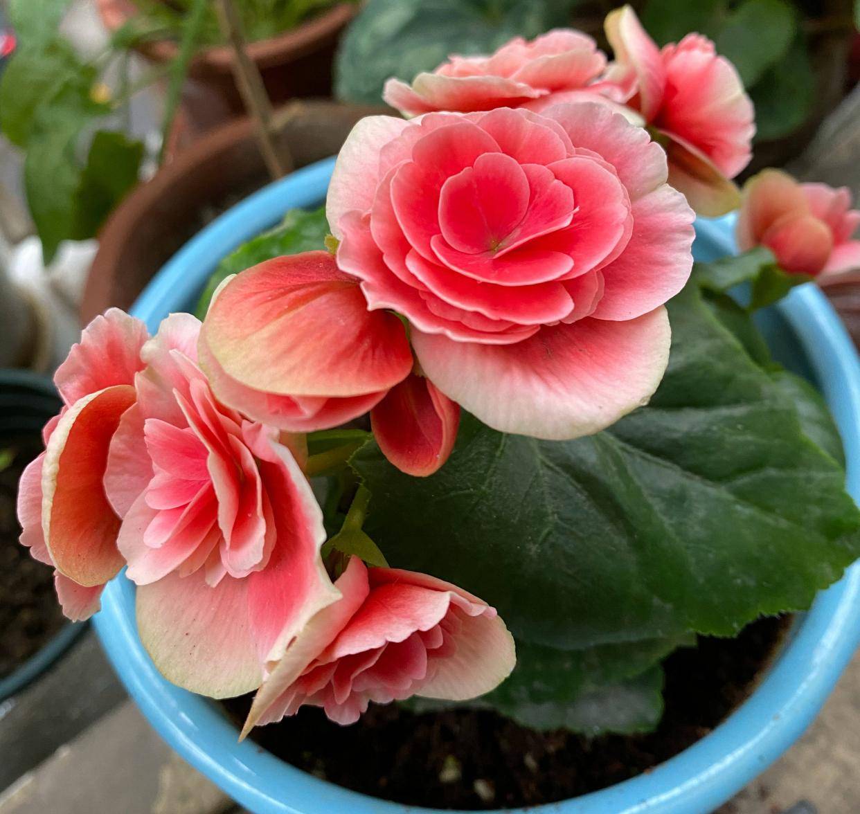 丽格海棠怎么养?做好3点,开花一簇簇,迷人典雅又繁花