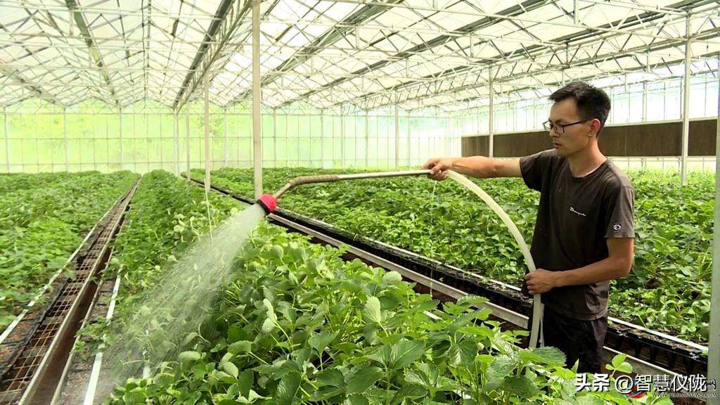 新政镇三条沟村是全县最大的草莓苗和蓝莓苗培育基地.