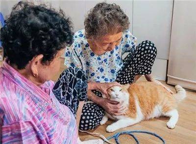 被奶奶带大的橘猫，这画风果然就是跟别人家的猫咪不太一样