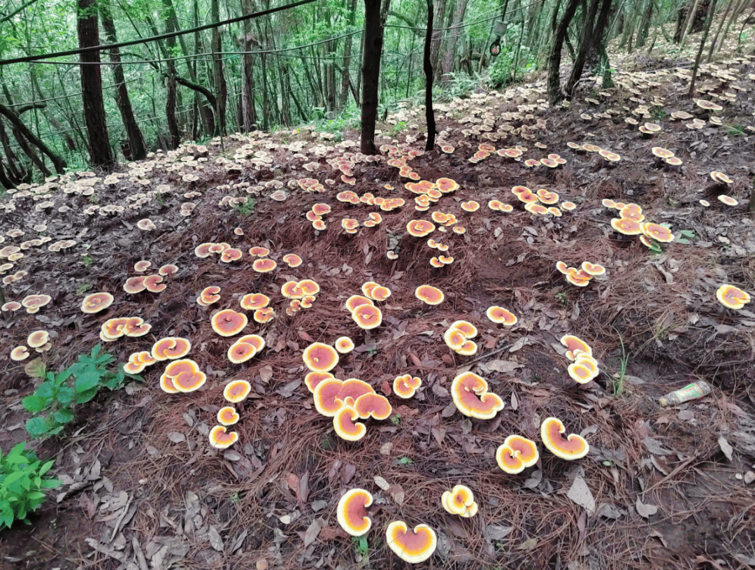 大理这般美好|深山密林种灵芝,他们这条路越走越敞亮
