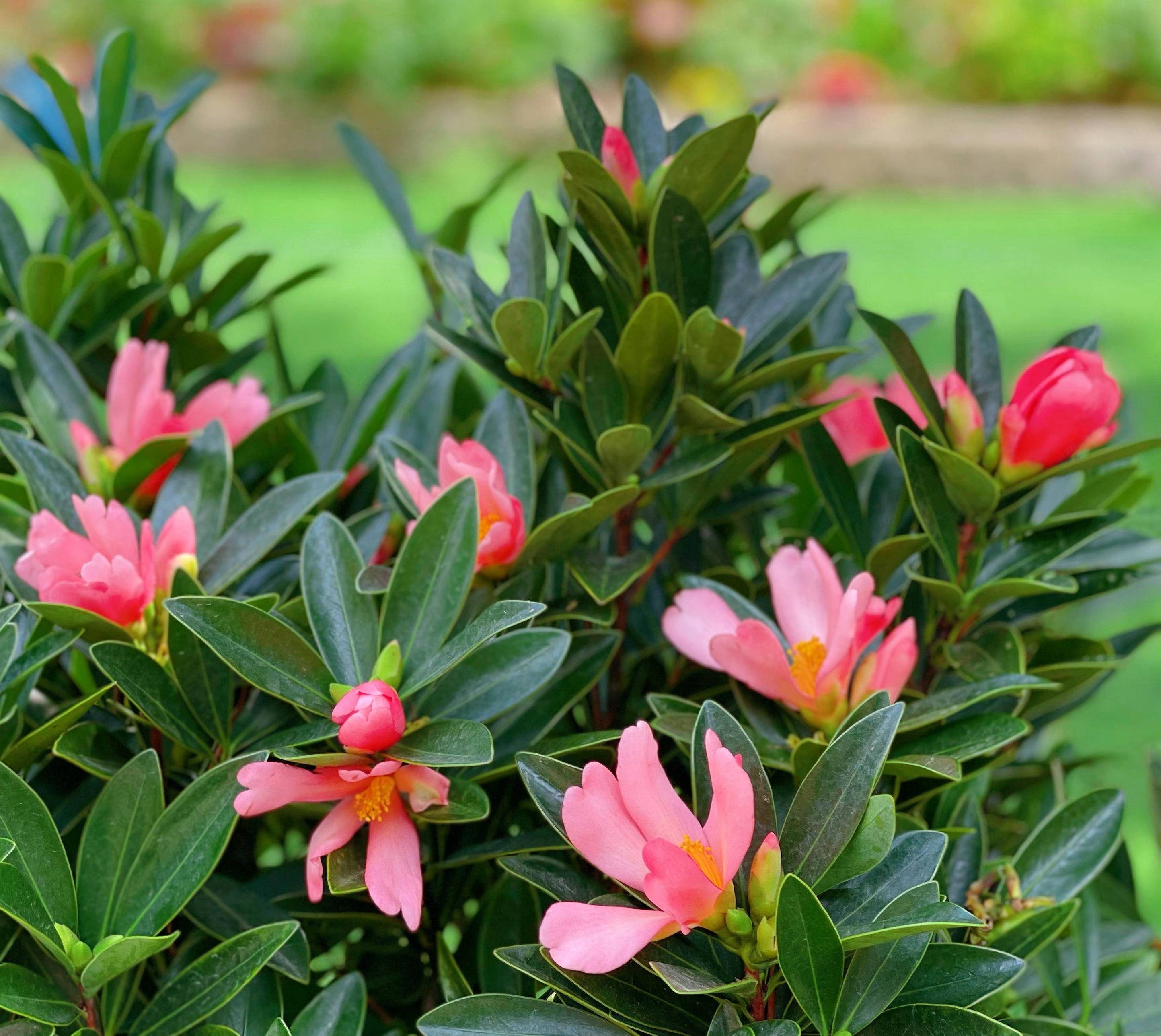 "四季茶花"这样养,花型也好看,花色也鲜艳,四季开花好喜庆