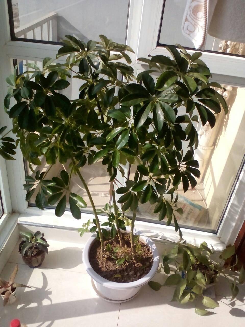 4种"漂亮绿植",夏季要防晒,放半阴处,枝叶更翠绿,顺利度夏