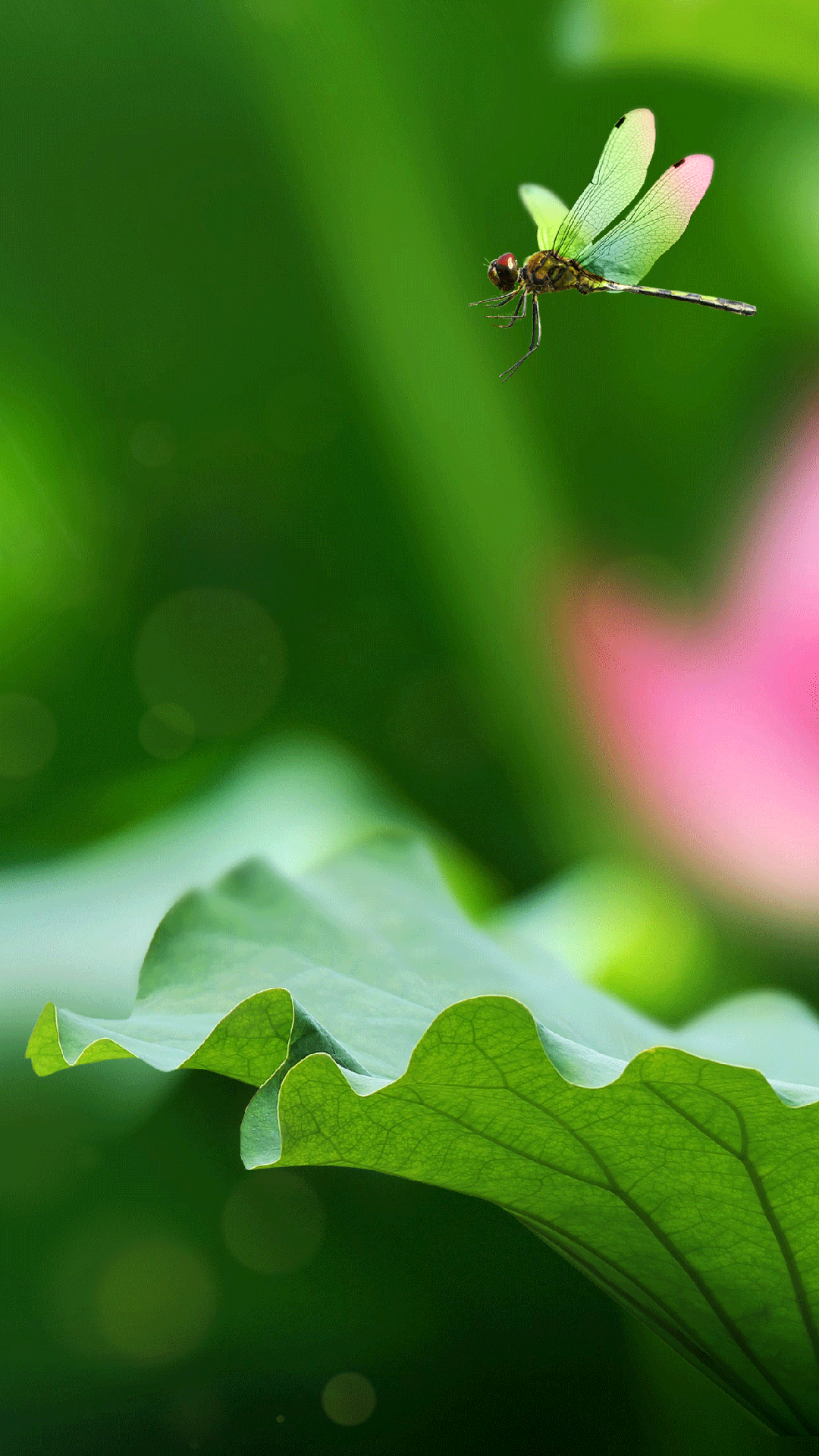 和玉缘|手镯节盛大开启
