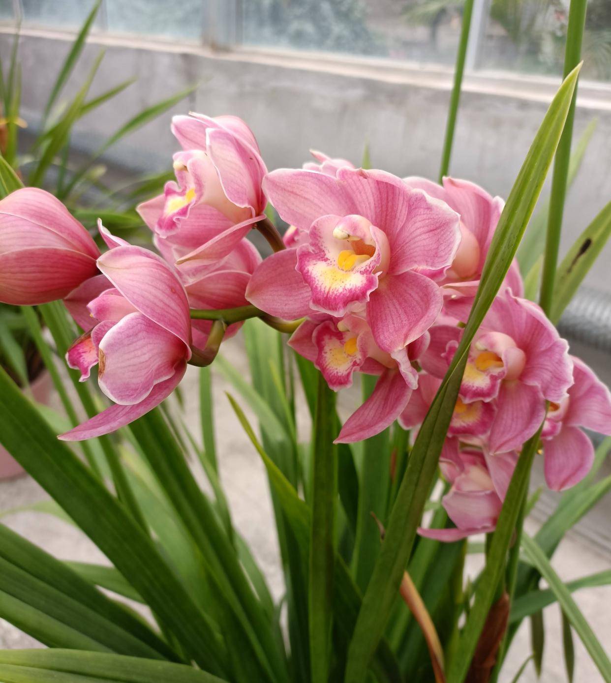 大花蕙兰怎么养?做好"3点",大花一串串,艳丽多姿,不停盛开