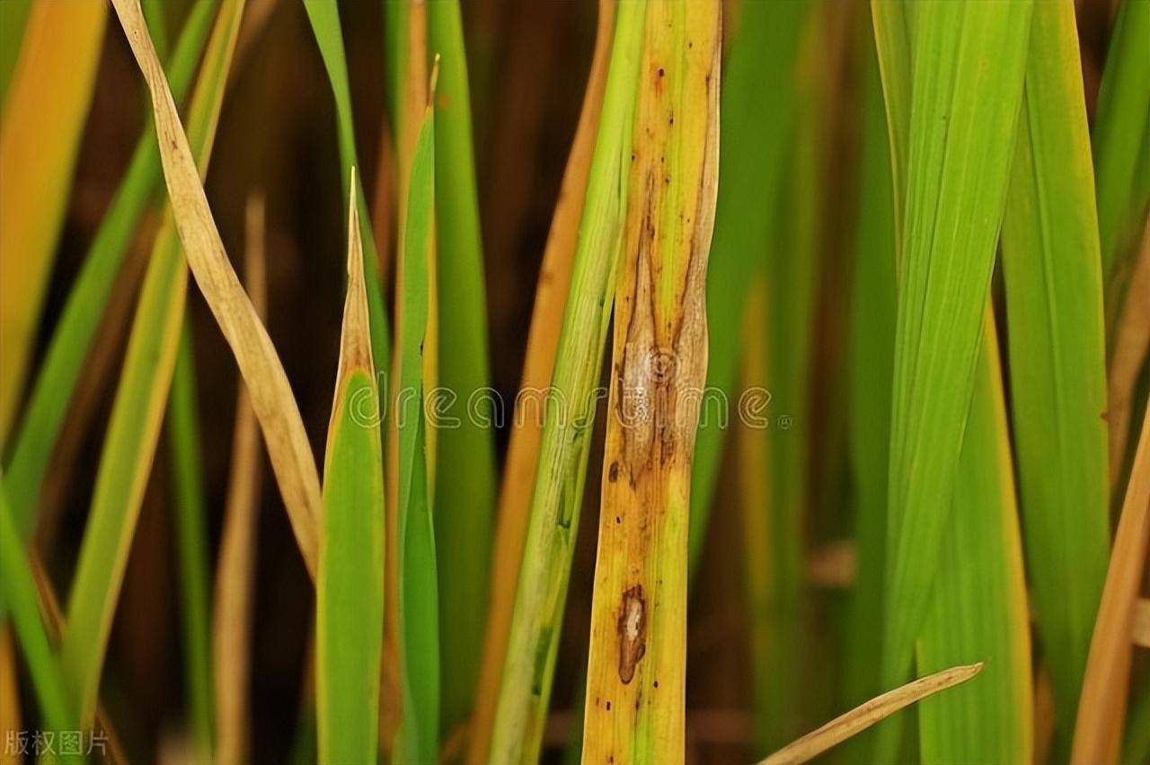 噻霉酮防治水稻细菌性条斑病高效