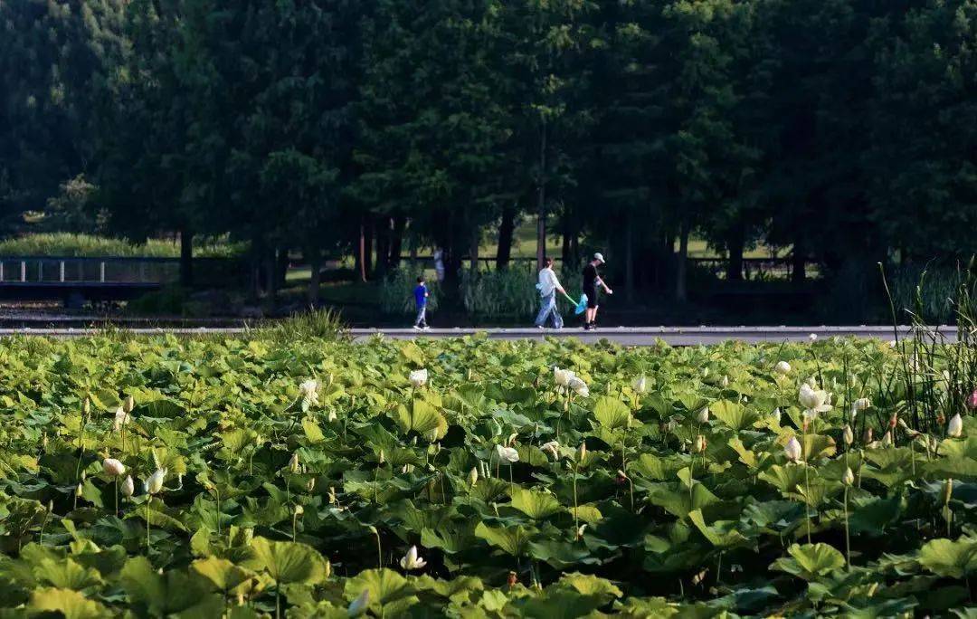 辰山夜游丨昆虫探险队,觅天蛾,昆虫领养_活动_植物园_松江