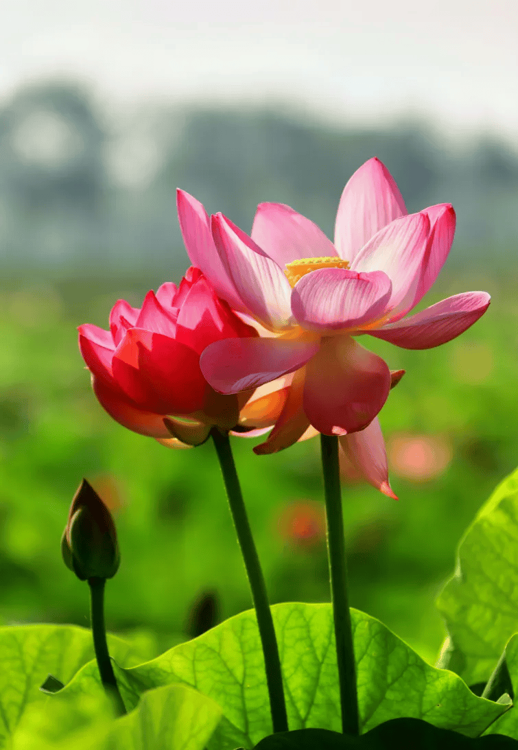 大庆最美荷花季,花满池塘香满城