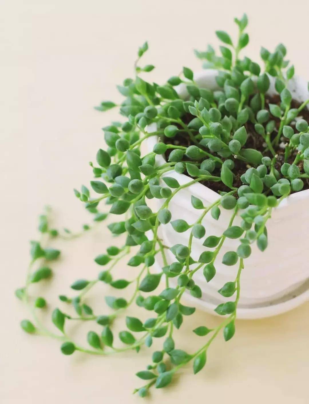 如果喜欢多肉植物,喜欢小清新的多肉植物,那么就养一盆情人泪好了