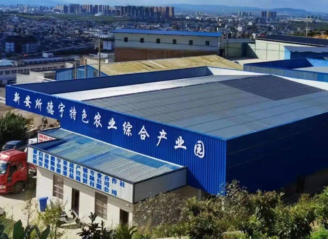 新安所街道:组织领办聚合力 合作社成为乡村振兴"加速器"