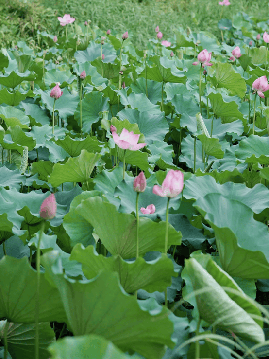 郑州九大赏荷打卡地等你来邂逅