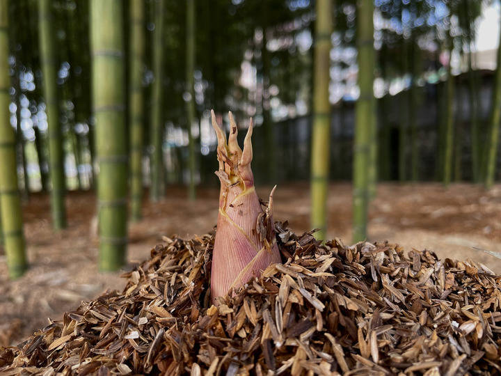 雷竹是现在最具浙江特色的竹笋栽培品种,临安也是目前浙江最大
