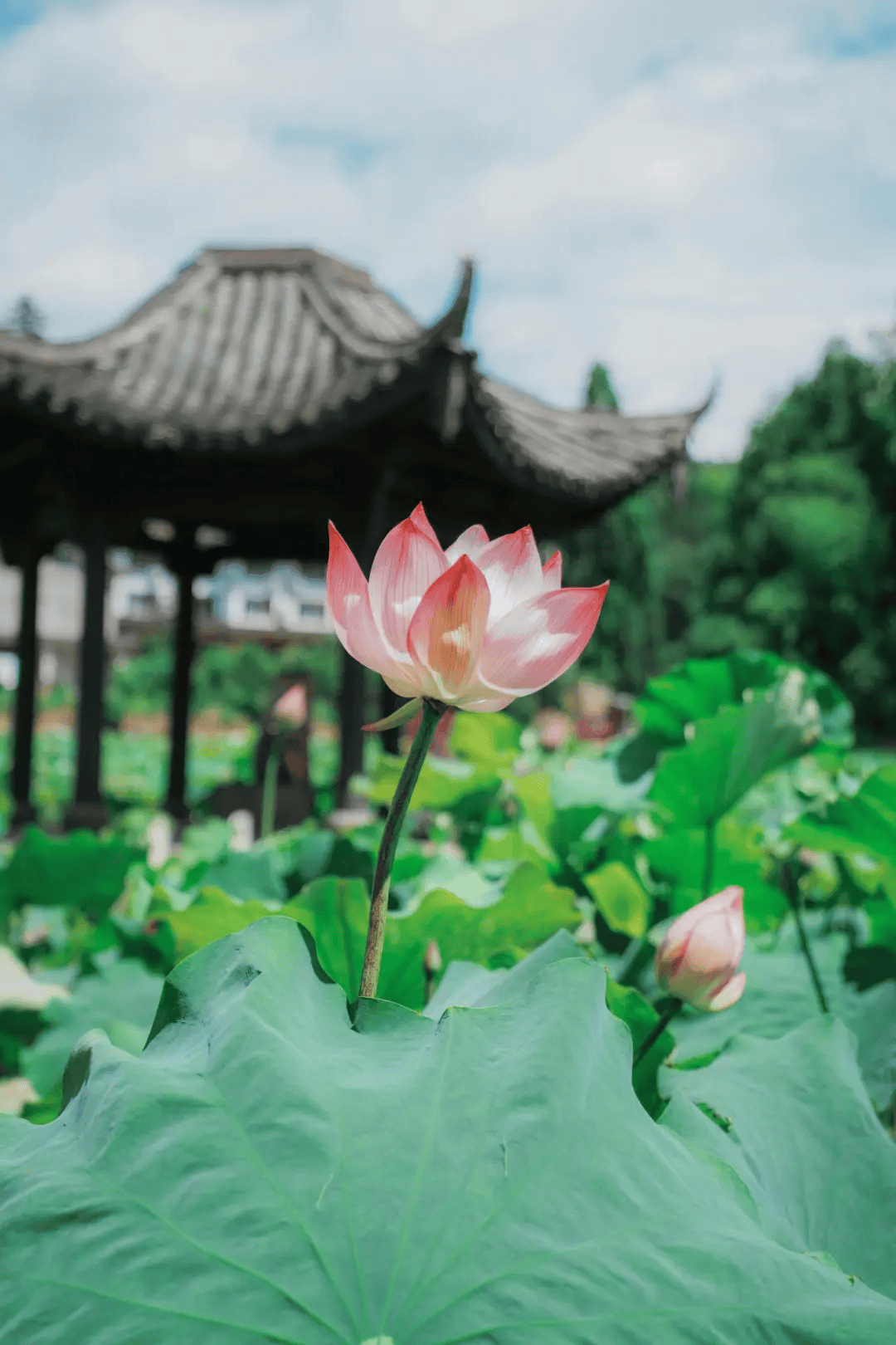 江南荷花亭子风景图片图片