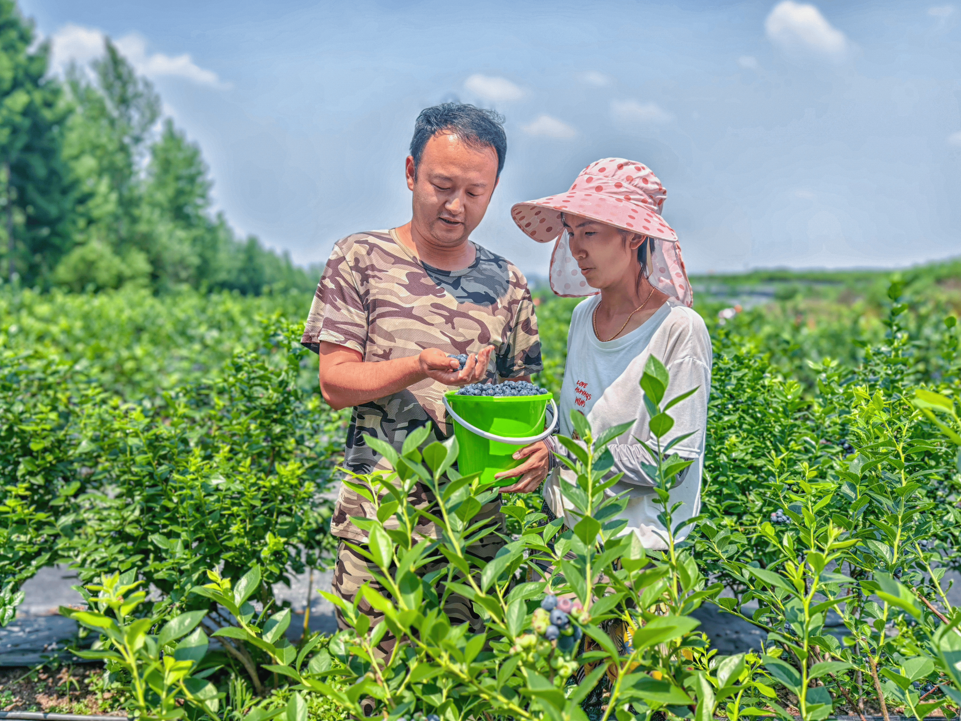 荒山种蓝莓 结出"致富果"_种植_吉林_村民