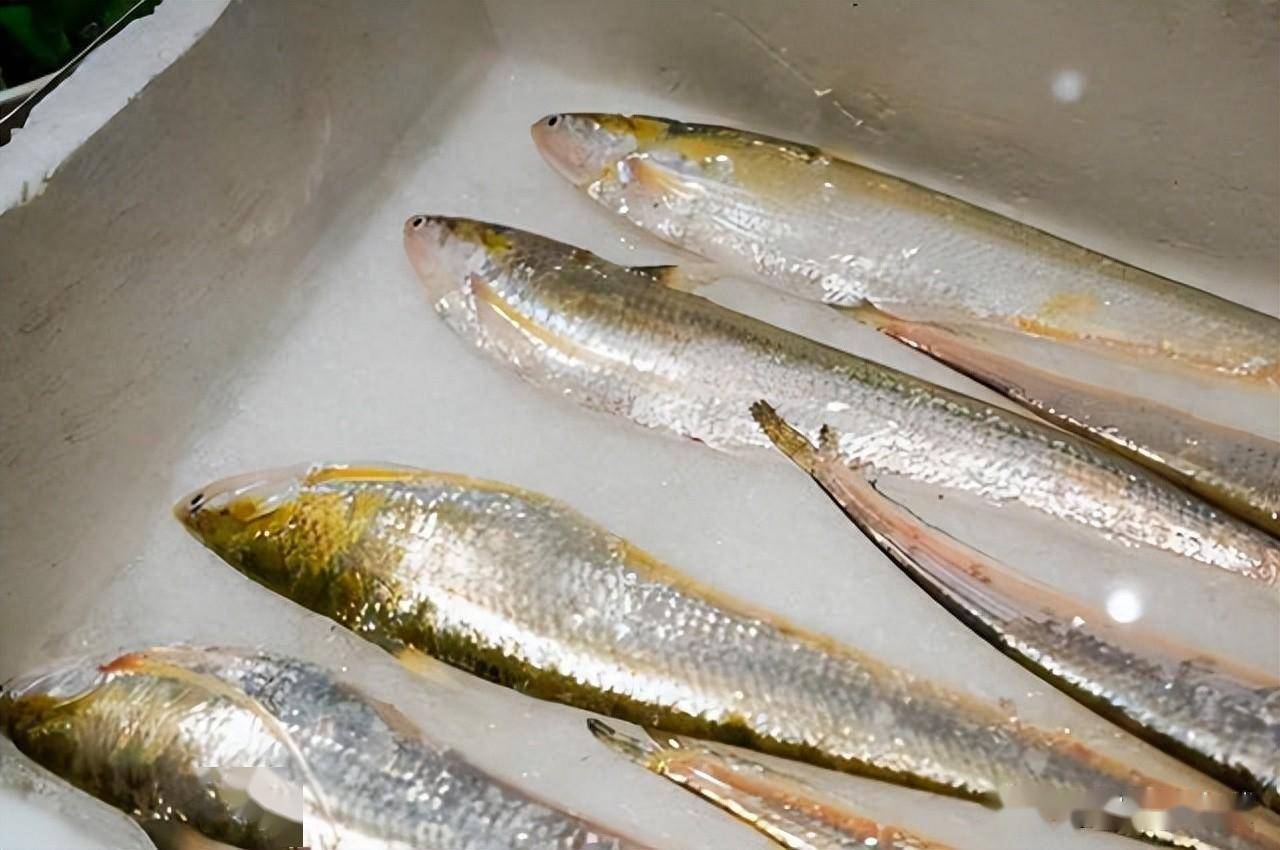 安徽一河道出现大量"刀鱼",村民捞满筐,网友直呼"请假捞鱼"