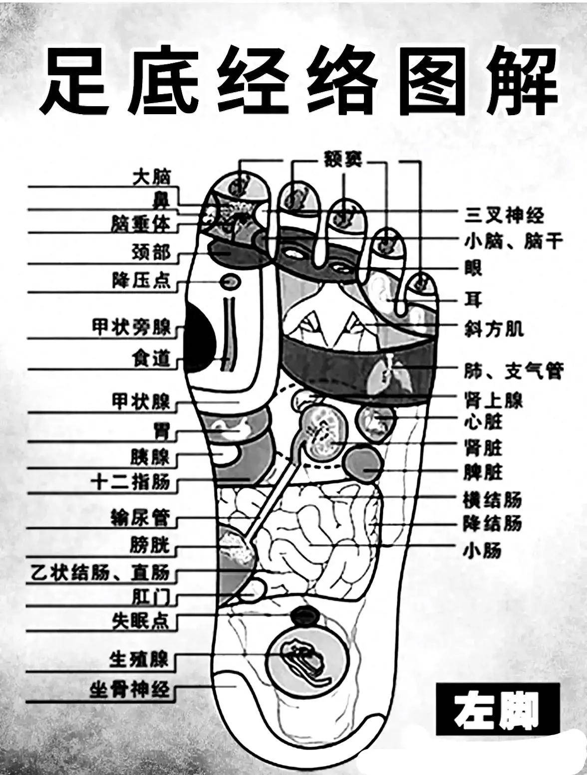 足大拇指经络走向图片