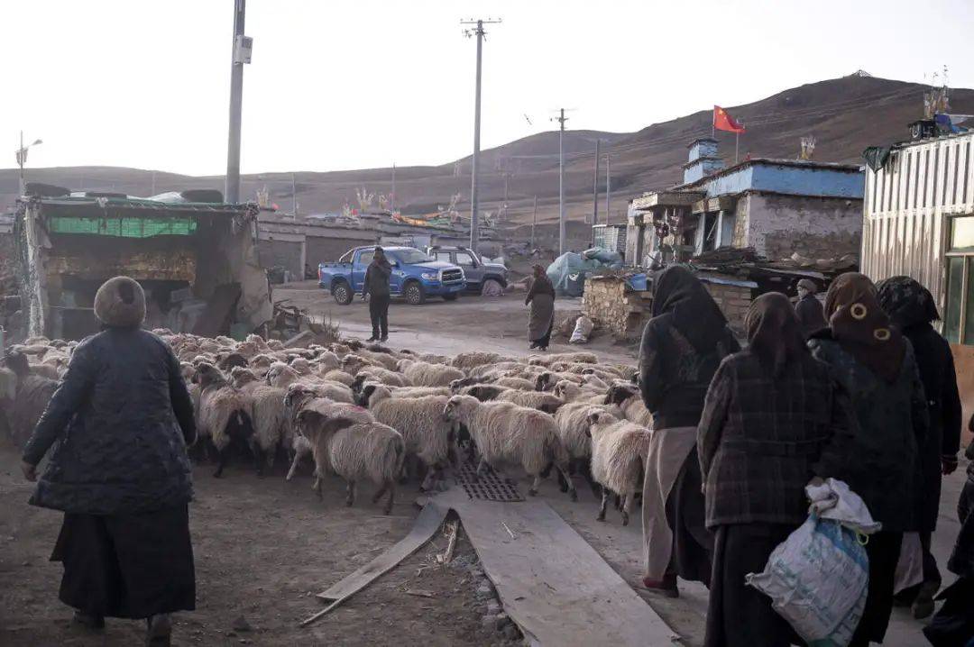 哲古镇:风,牛羊,发电机