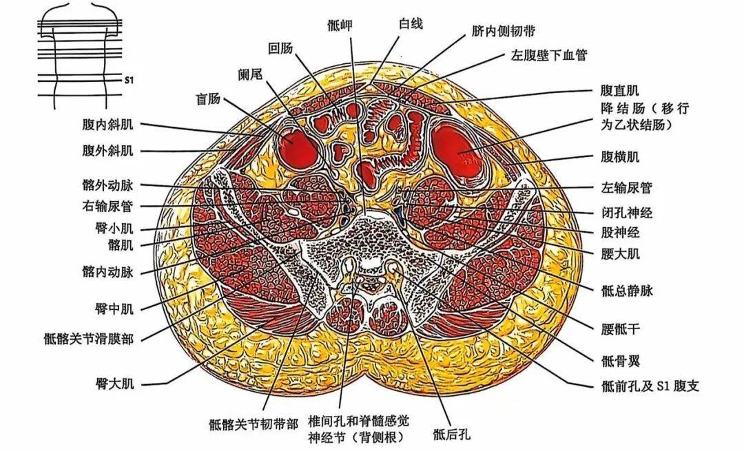 手术解剖专场