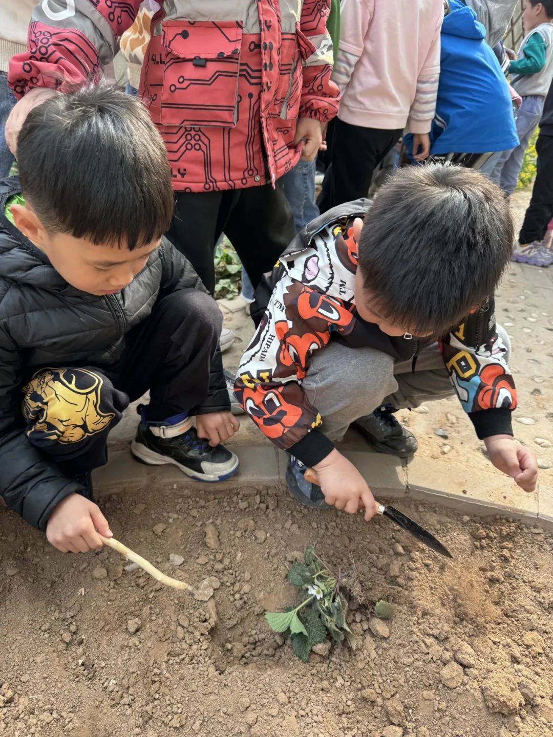 通州区幼儿园 |【班级动态】大二班种植主题活动——感受劳动之美