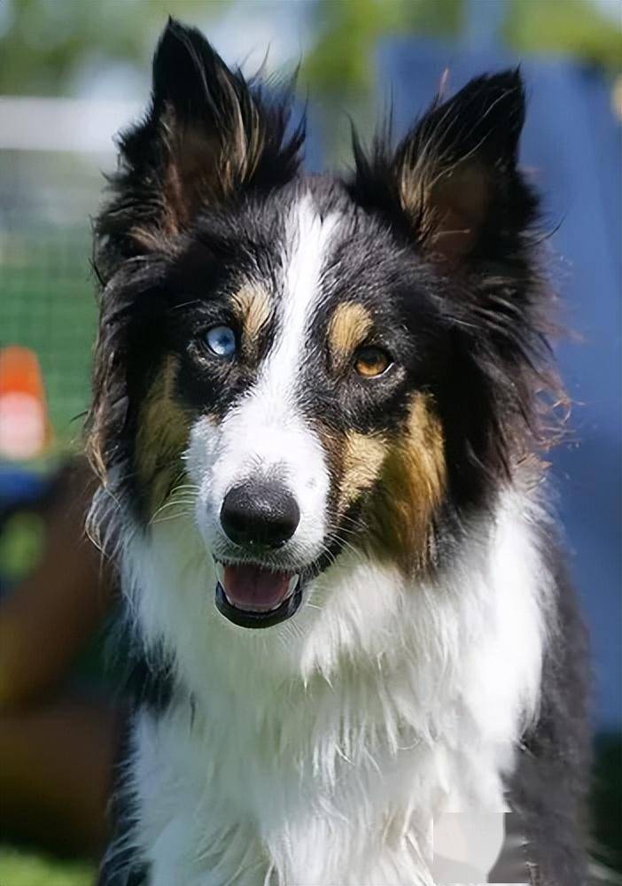 幼犬的蓝眼所有边牧幼犬在出生时,眼睛表层会泛着一层蓝膜,从而导致