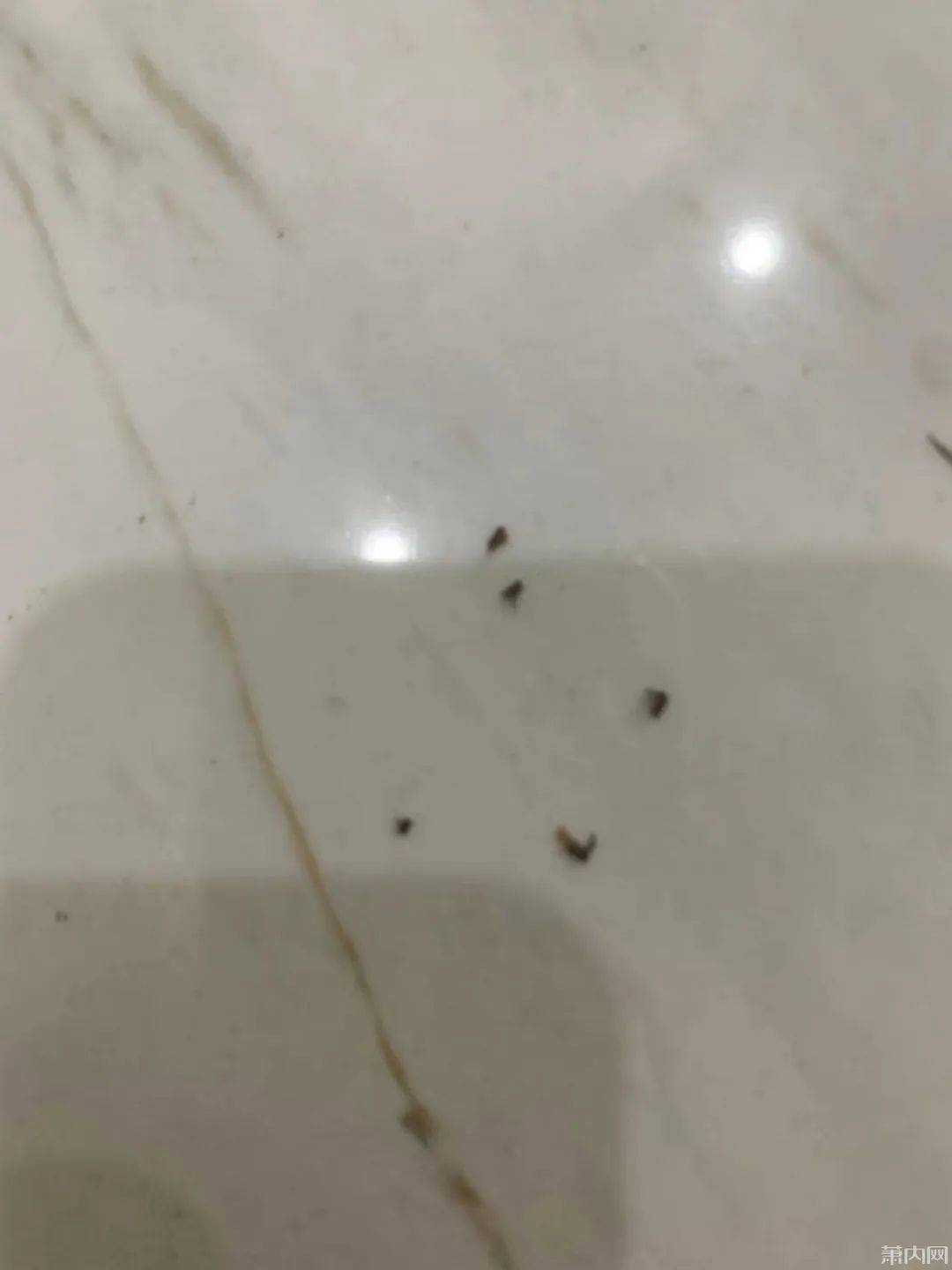 萧山一小区多名业主崩溃了!每年夏天浑身上下都是包,无处可逃