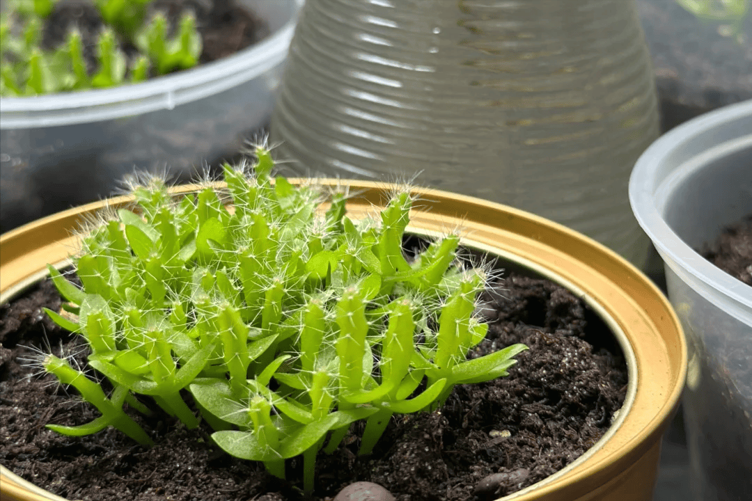 勿忘我种子催芽全过程图片