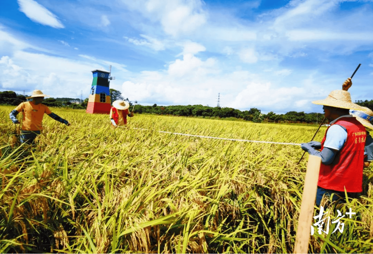 多图|东莞:盛夏好"丰"景_水稻_早稻_稻田