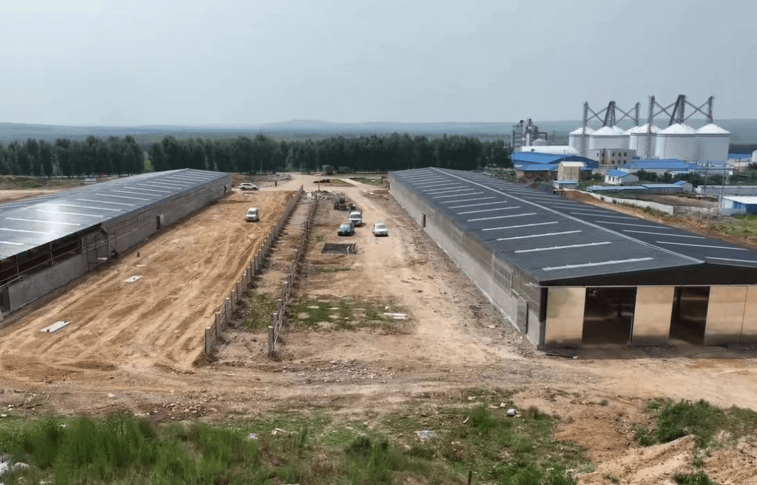 齐齐哈尔龙江县杏山镇加快黑牛养殖项目建设_牛舍_政府_规模