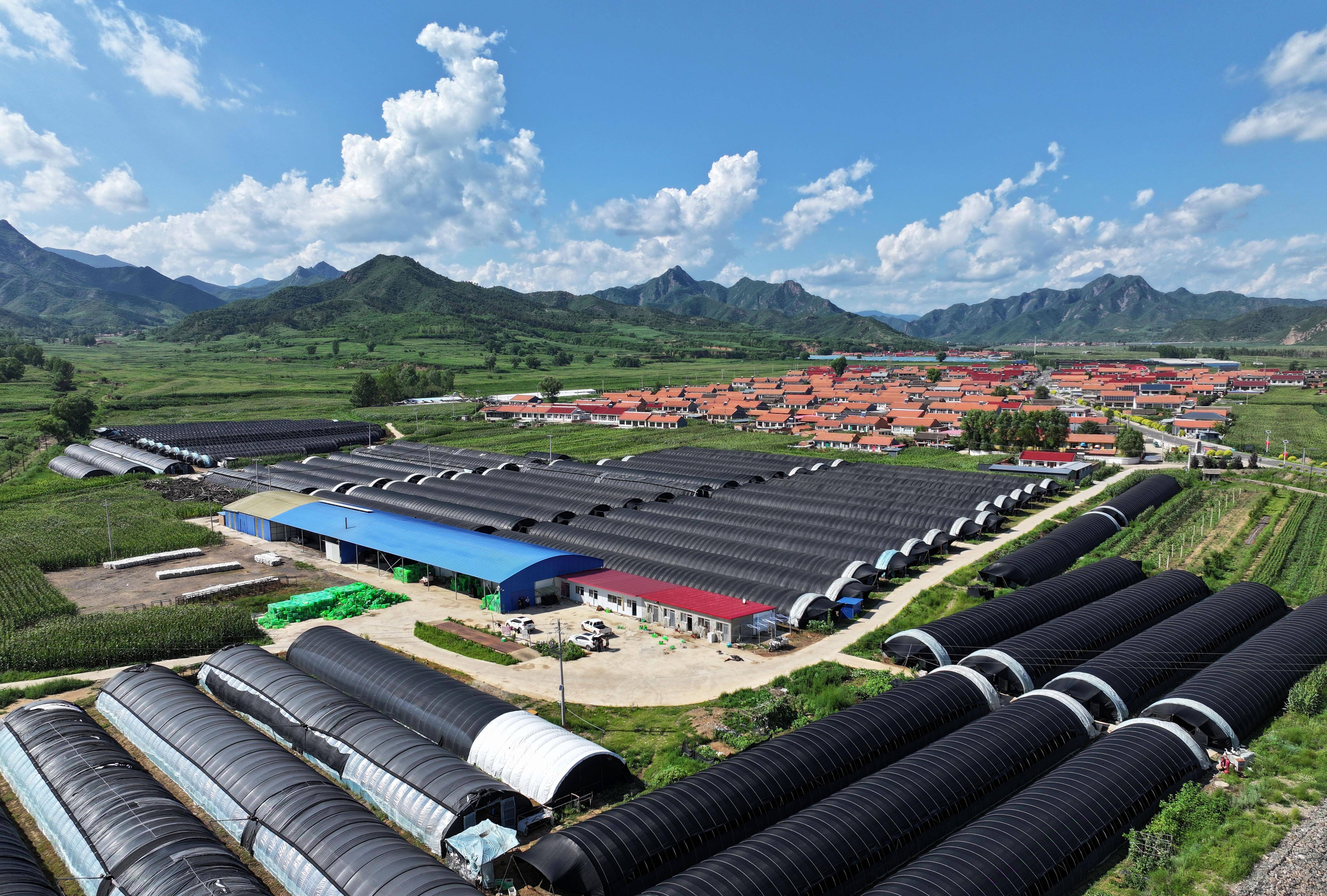 这是7月26日在隆化县章吉营镇拍摄的食用菌大棚(无人机照片).