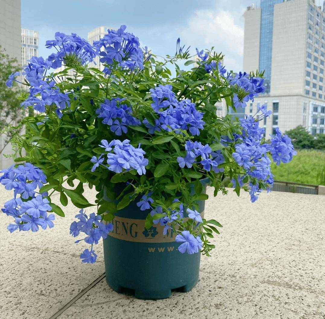 对于想要营造一片蓝色花海的花友来说