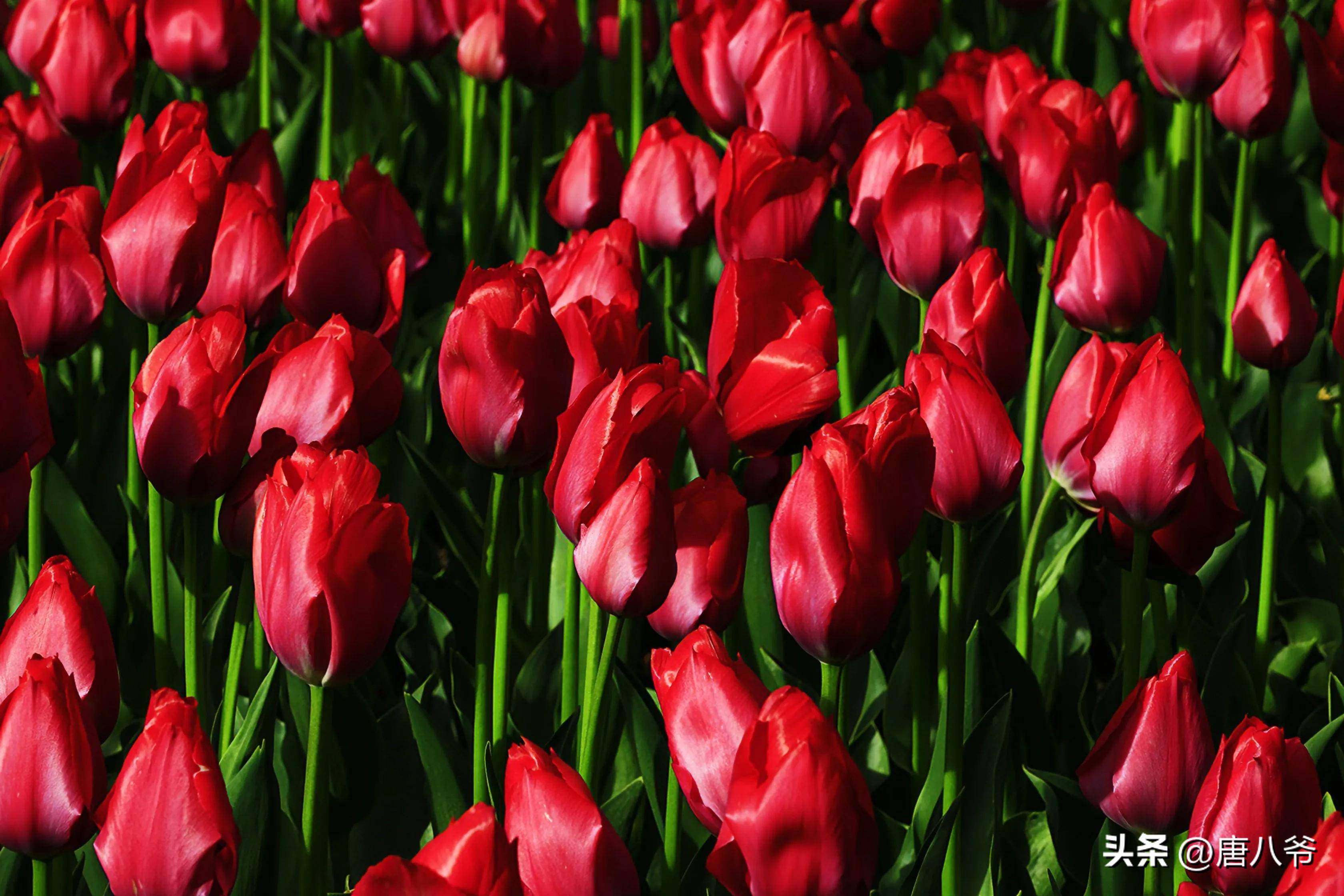 在一片绿色的衬托下,红色郁金香更是显得娇艳欲滴