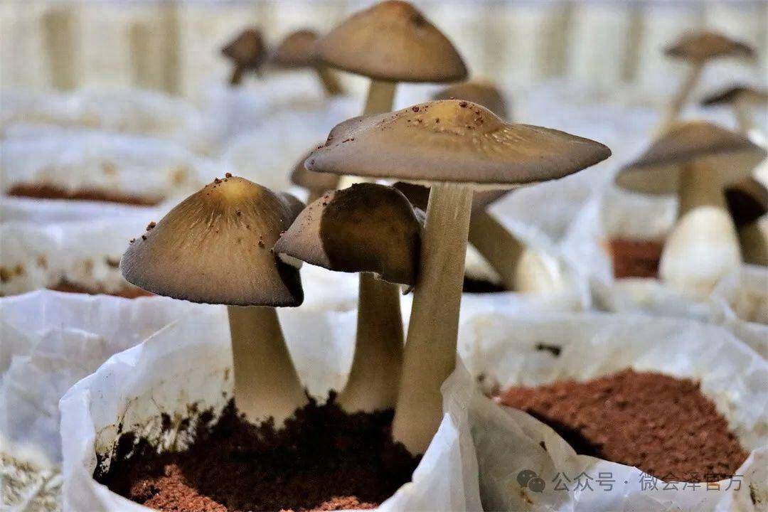 一朵朵黑盖白杆的白皮露水鸡枞在温润的土壤中茁壮成长,黝黑的菌伞