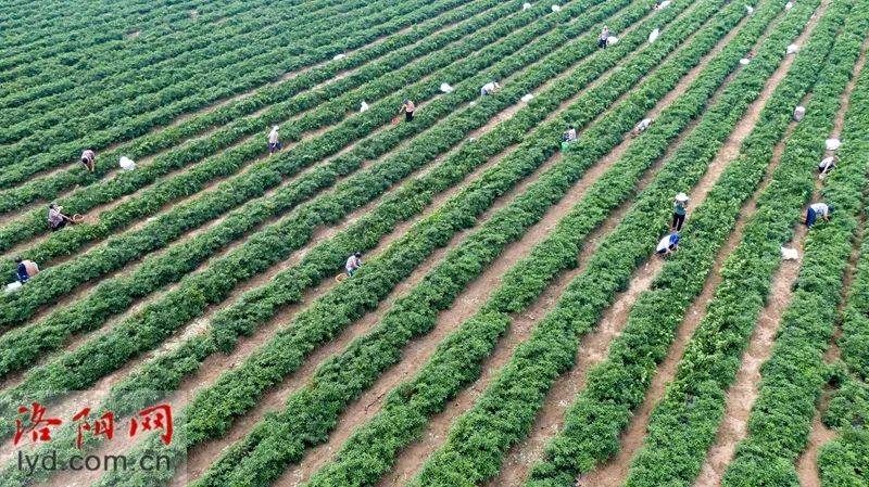 7月24日,在宜阳县张坞镇田庄村辣椒种植基地,农民正在采摘辣椒.