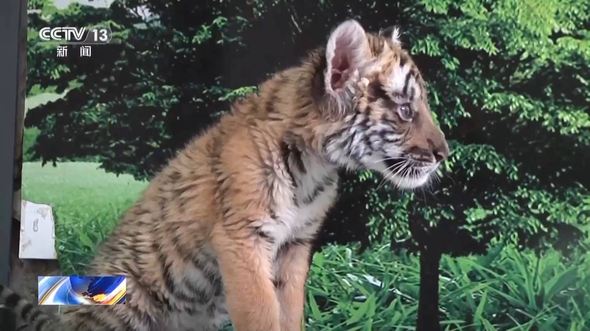 护虎生威 我国虎野生种群数量恢复性增长