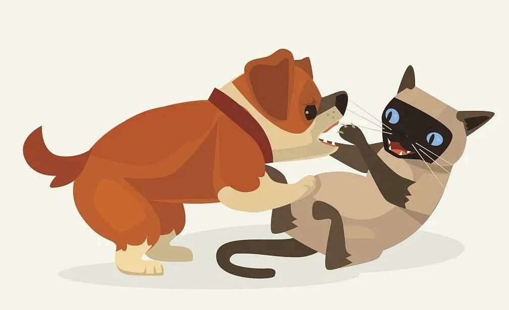 主人放任宠物猫自由出入庭院玩耍，遭小区内流浪狗追咬致死，物业公司要担责吗？_动物_管理_义务
