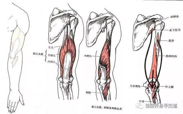 肱三头肌位置图片图片