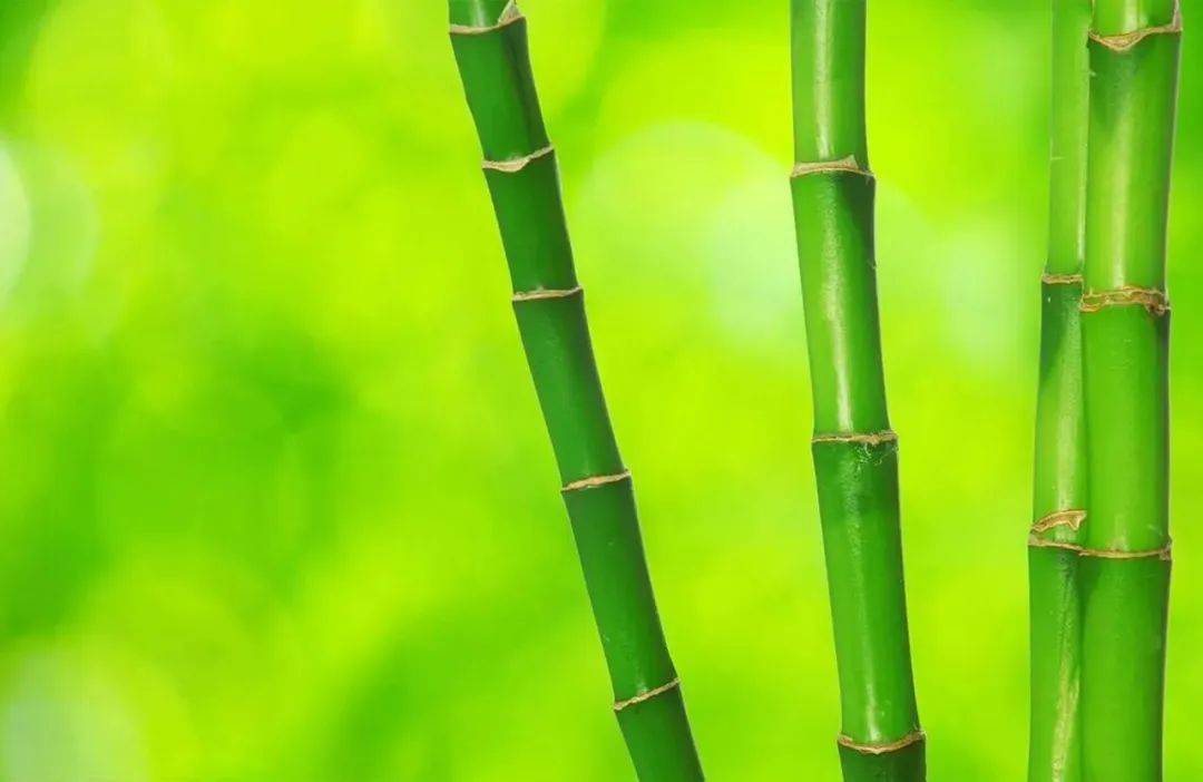 每日一字丨抽象篇(箇)_竹子_方言_植物