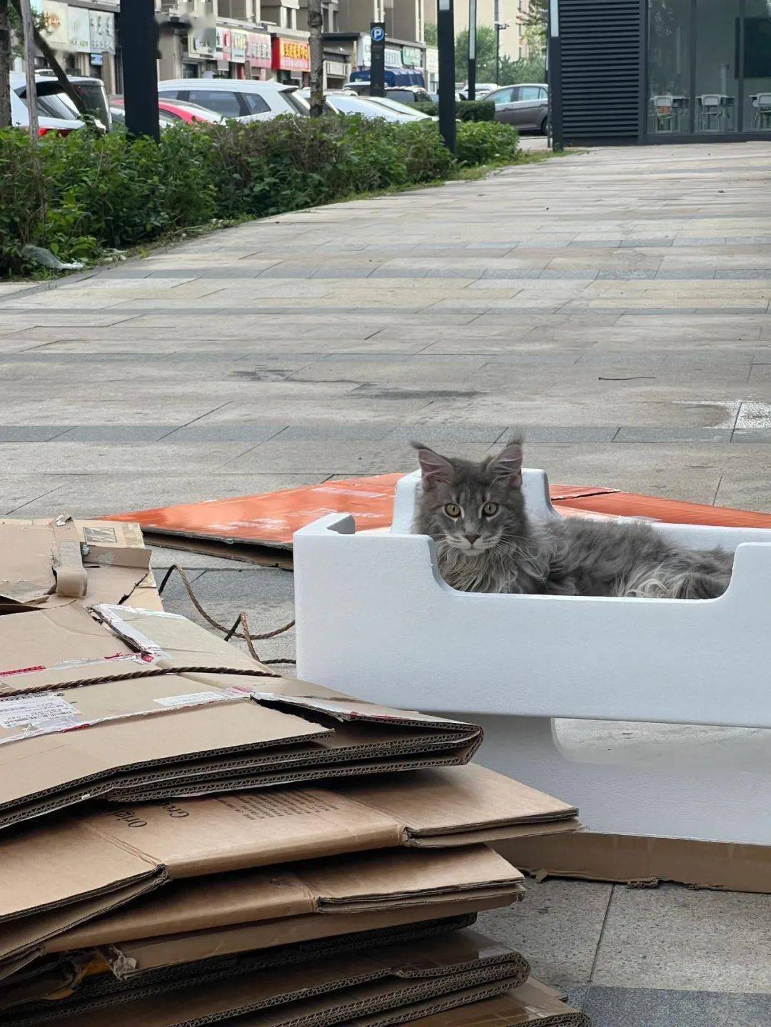 收破烂的爷爷捡了只缅因猫网友小猫最喜欢纸盒对猫说爷爷就是大