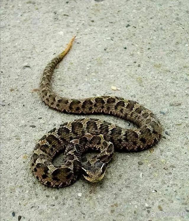 浙江一农妇锄地时,一锄头挖出一窝"土地婆",专家:这要人命