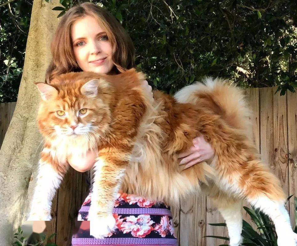 omar_猫咪_不知道