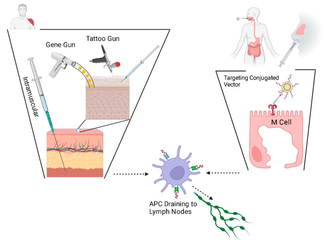 draining lymph nodes图片