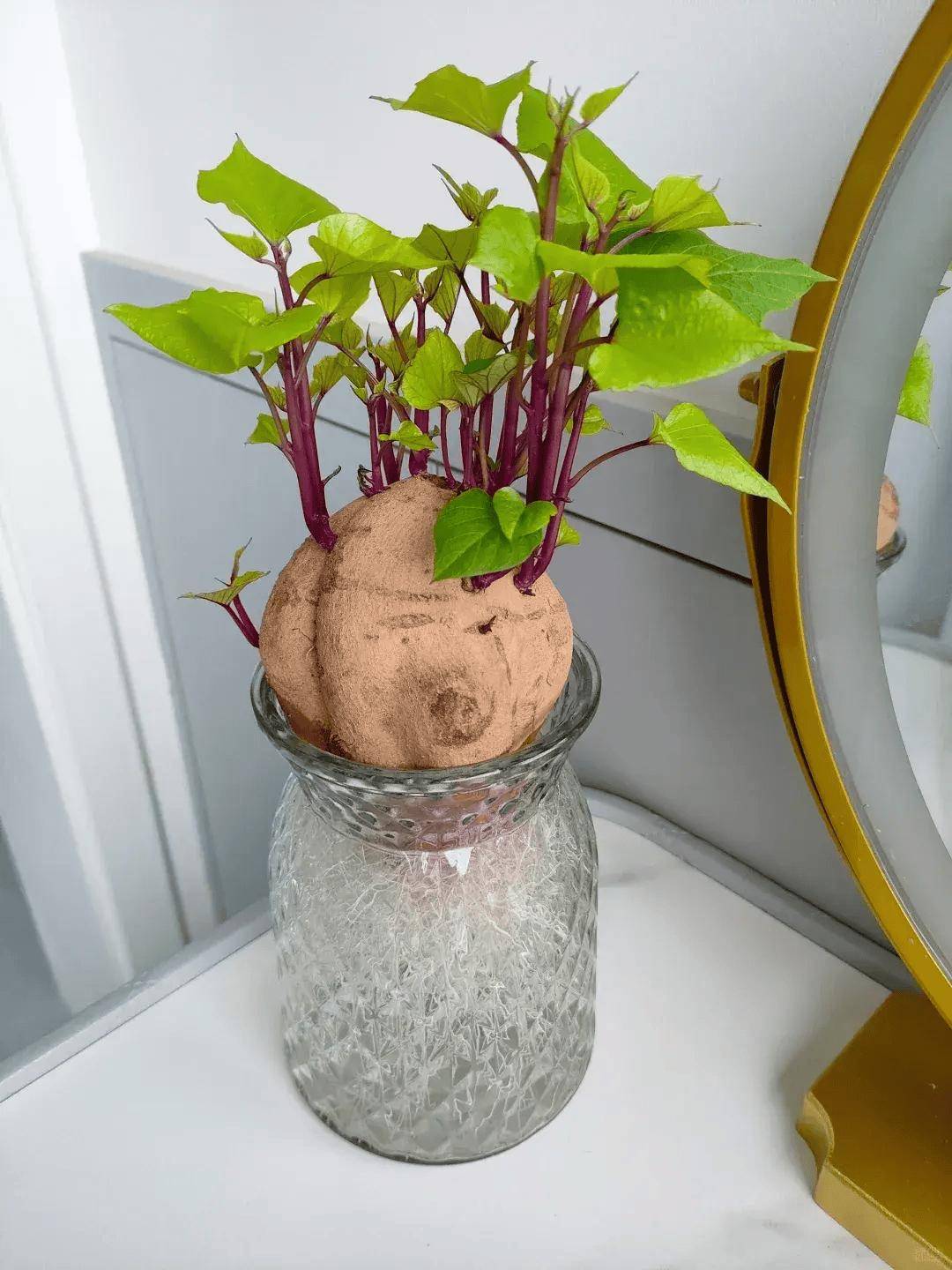 山东一美女,因客厅"水培地瓜"而爆火,20天变盆景,高不可攀!