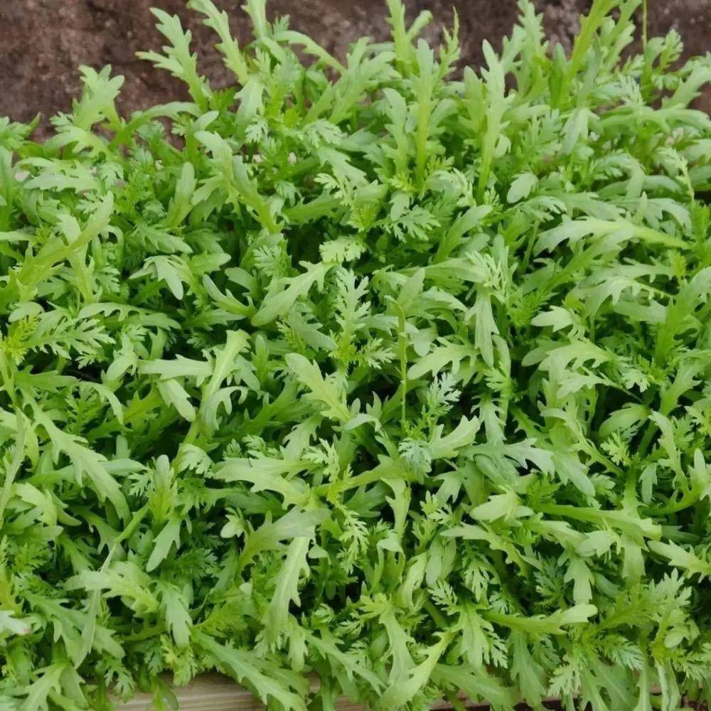 常见的有奶油生菜,还有颜值较高的紫叶生菜,都是很容易种植的,很适合