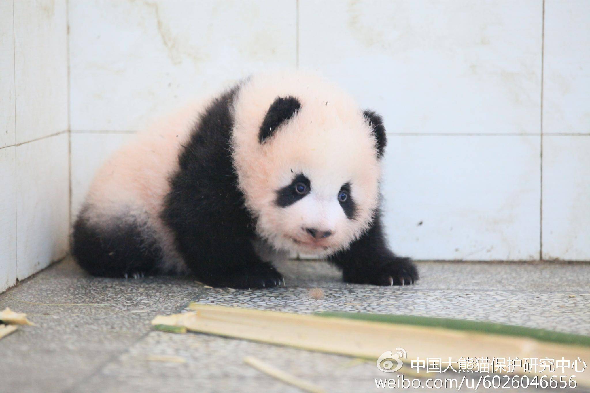 每周一只猫|"放养式带娃的妈妈":大熊猫"淑琴"