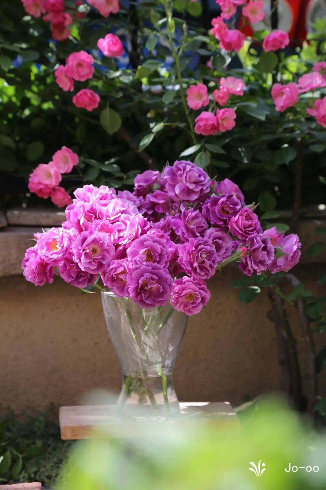 今年的最美月季,被他们种出来了!_品种_女王_瑞典