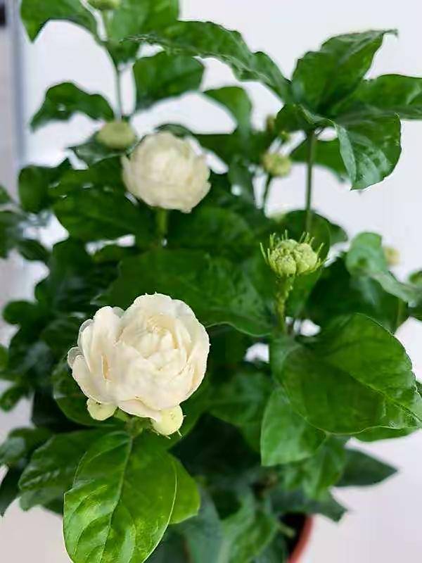 卧室养什么花好?就养"5种",好养美观,休息睡眠好空气更好