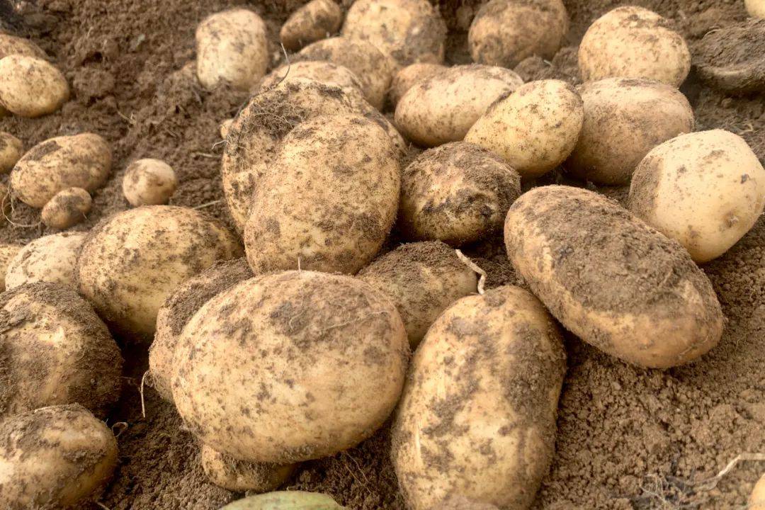 "产,城,人" | 科技助力点薯成金 鲁甸水磨马铃薯亩测产量达3157.