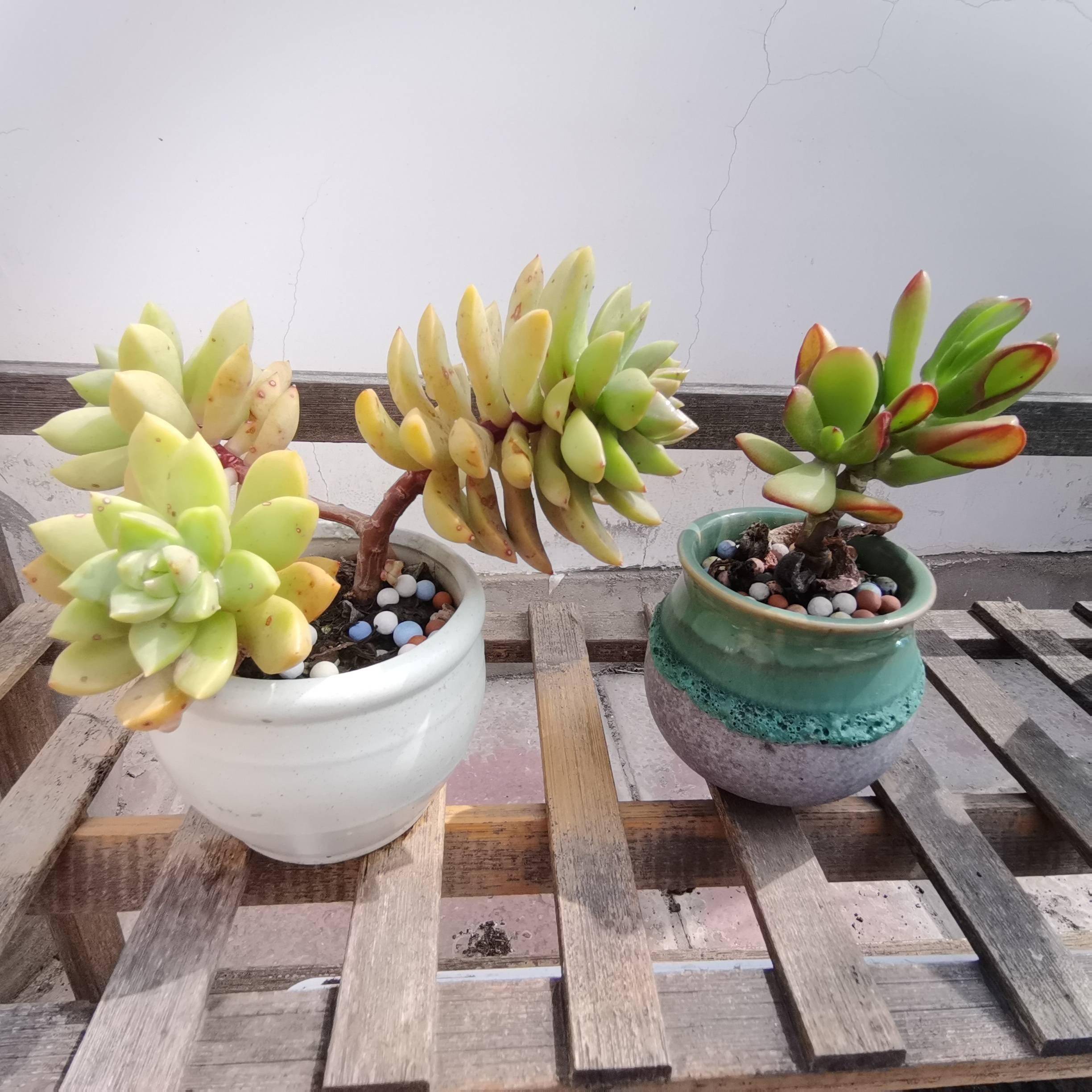 卧室养什么花好?就养"5种",好养美观,休息睡眠好空气更好