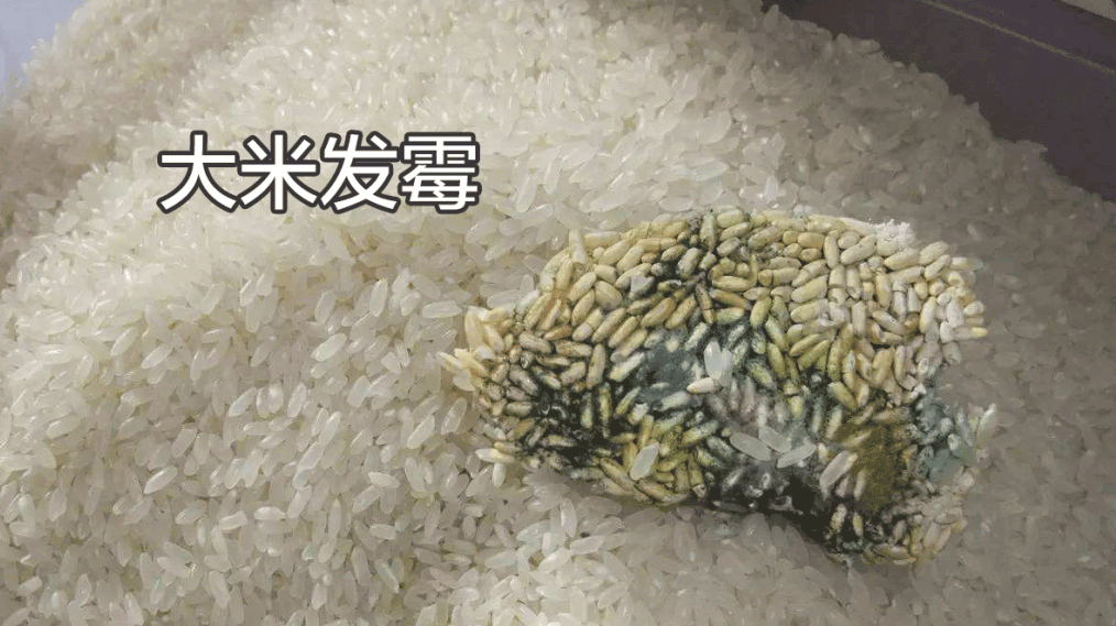 霉变大米中的黄曲霉素和细菌大量增殖,摄入体内之后会刺激胃黏膜和